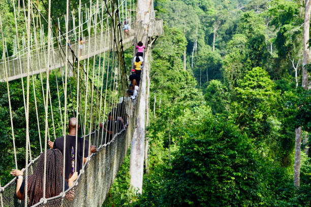 Rainforest canopy walk