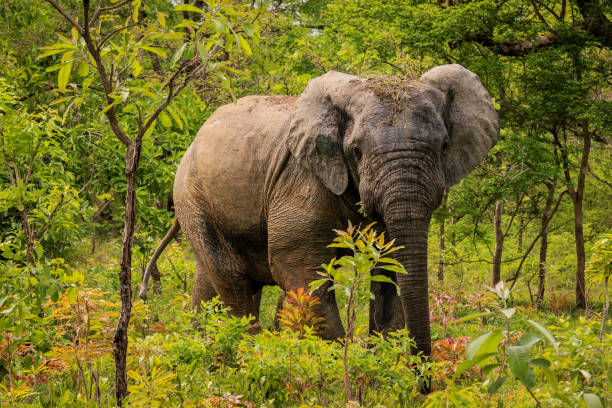 Safari wildlife experience